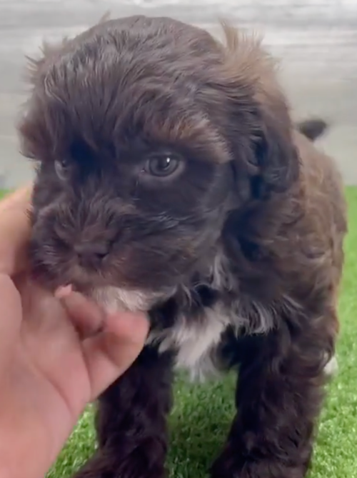 dark brown havapoo puppy sitting next to a person's hand